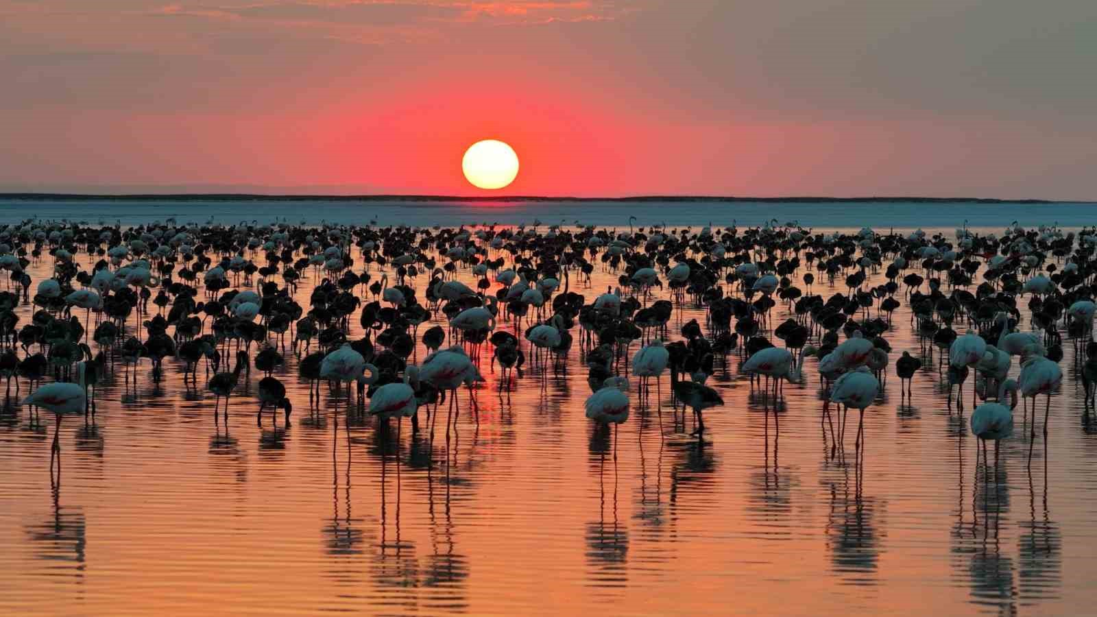 Bakan Kurum: "12 bin 800 yavru flamingo Tuz Gölü’nde yaşam buldu"