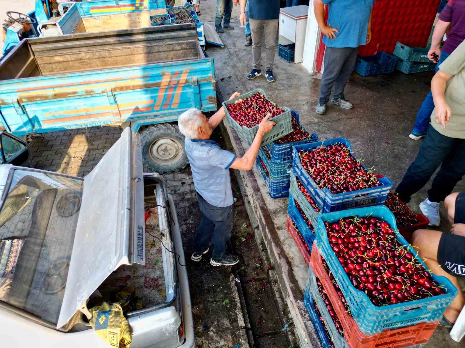 Dünya sofralarını süsleyen ’Napolyon’ kirazda bereket yaşanıyor