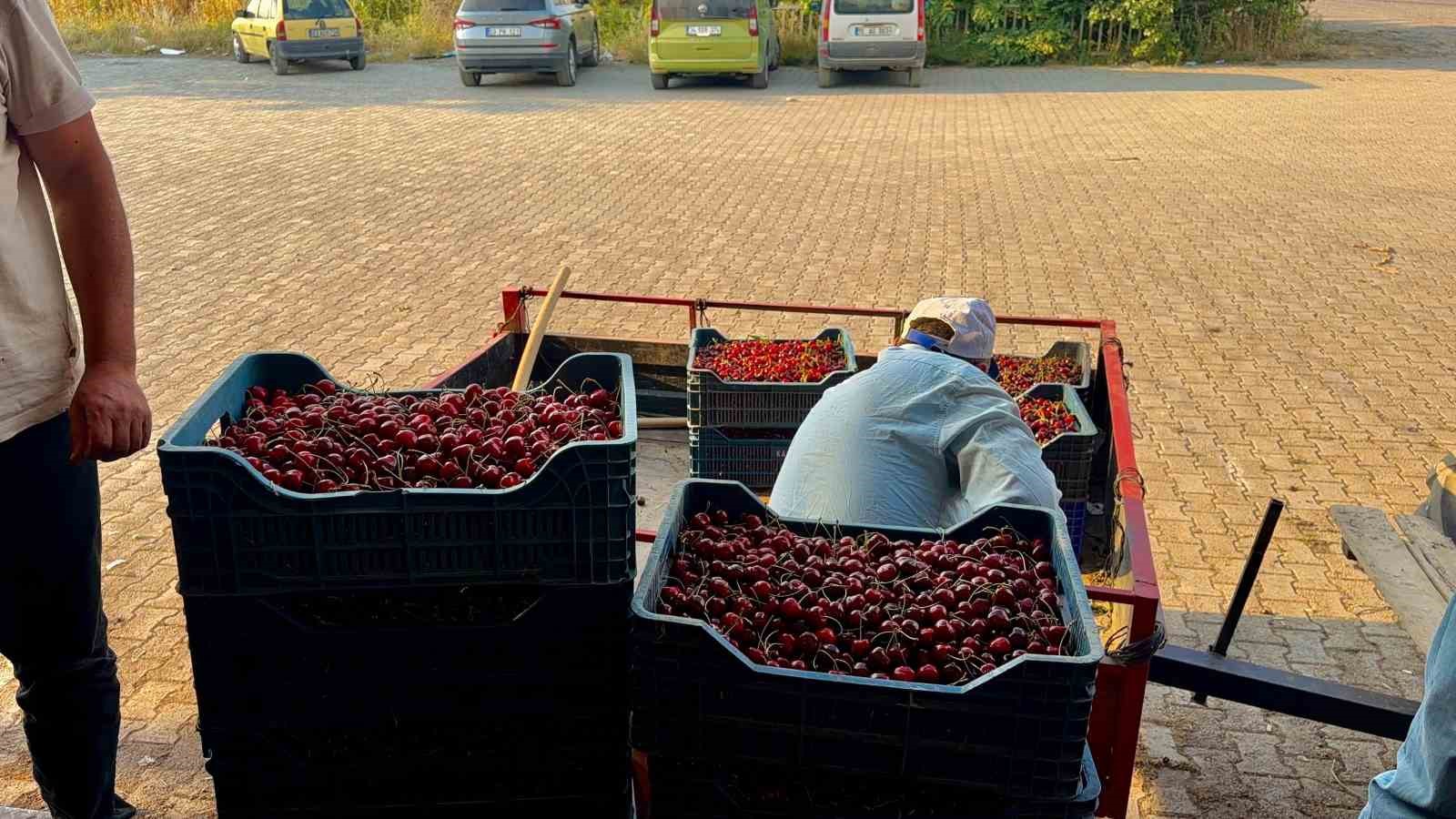Dünya sofralarını süsleyen ’Napolyon’ kirazda bereket yaşanıyor