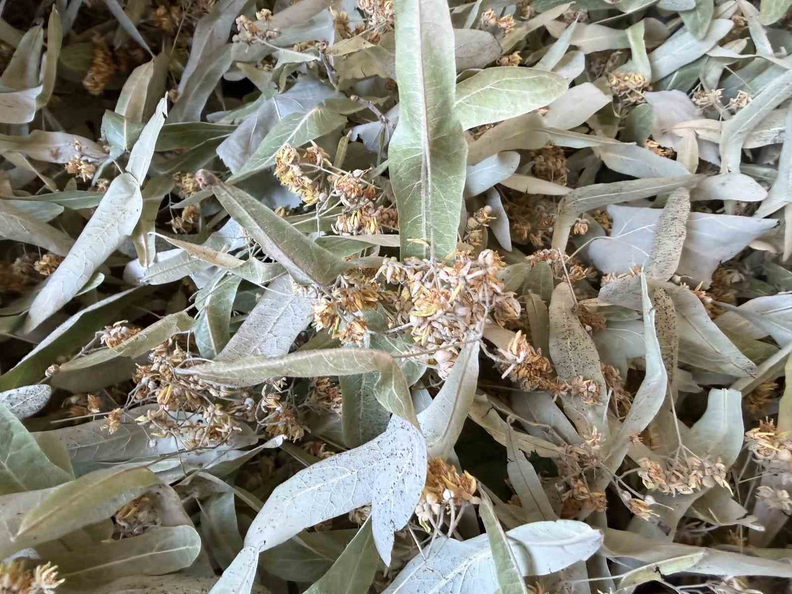 Yalova ıhlamuruna Türkiye’nin dört bir yanından talep