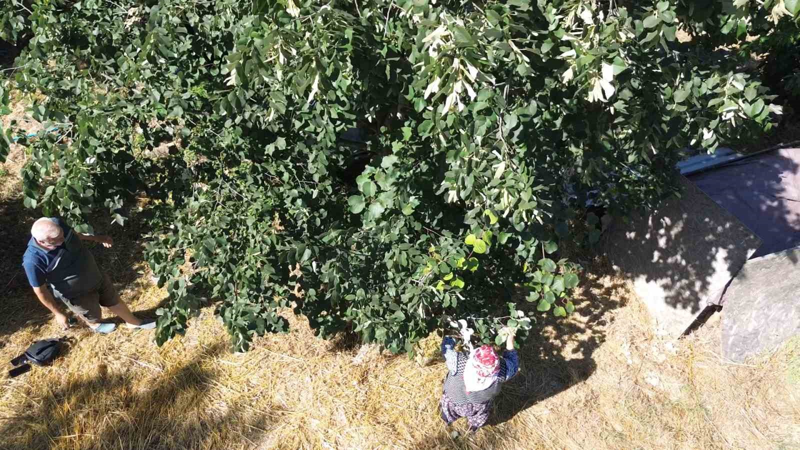 Yalova ıhlamuruna Türkiye’nin dört bir yanından talep