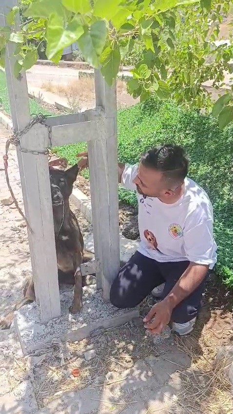 Belçika kurdunu zehirleyip direğe asarak telef ettiler