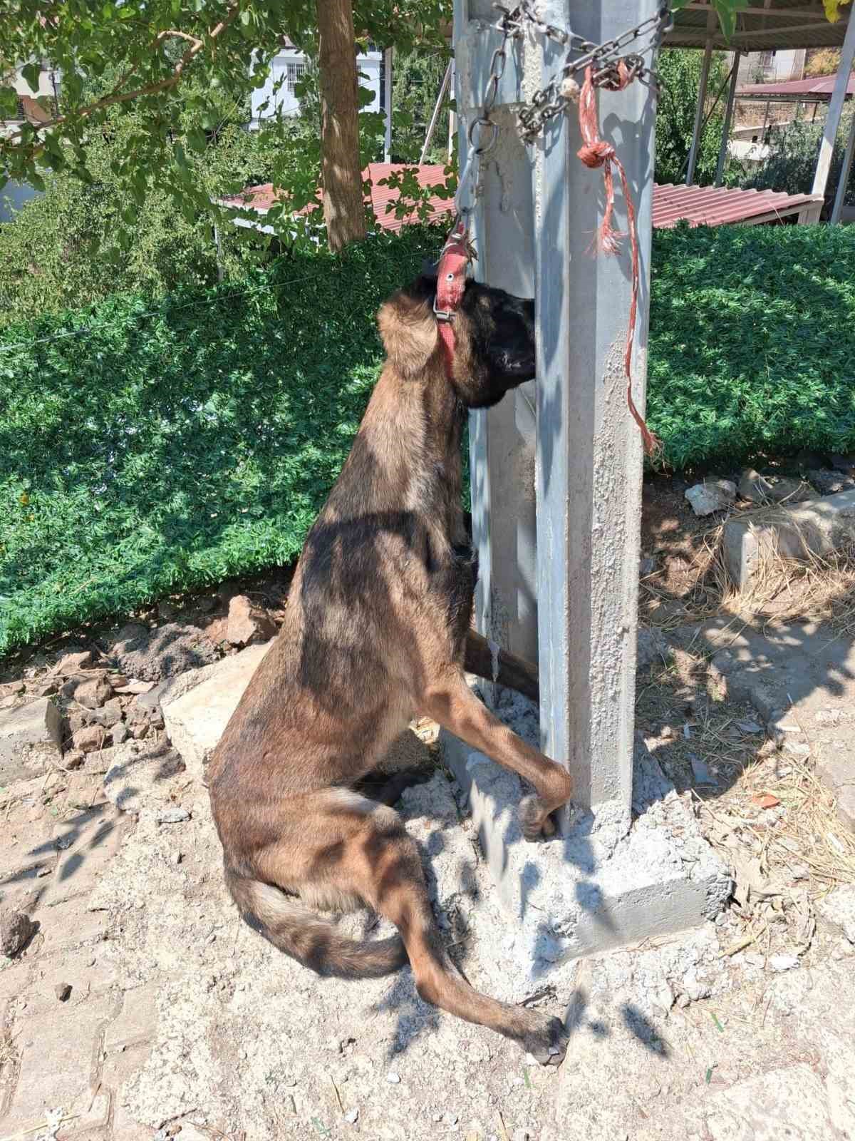 Belçika kurdunu zehirleyip direğe asarak telef ettiler