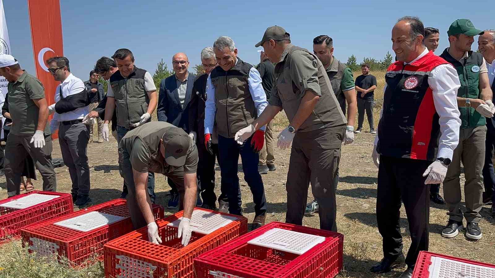 Çamlık Milli Parkı’nda bin keklik doğaya kanat çırptı