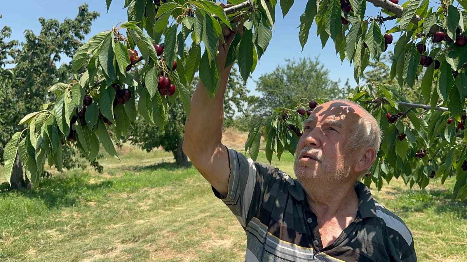 Coğrafi işaretli Akşehir ve Sultandağı kirazlarında tarihi rekor kırıldı