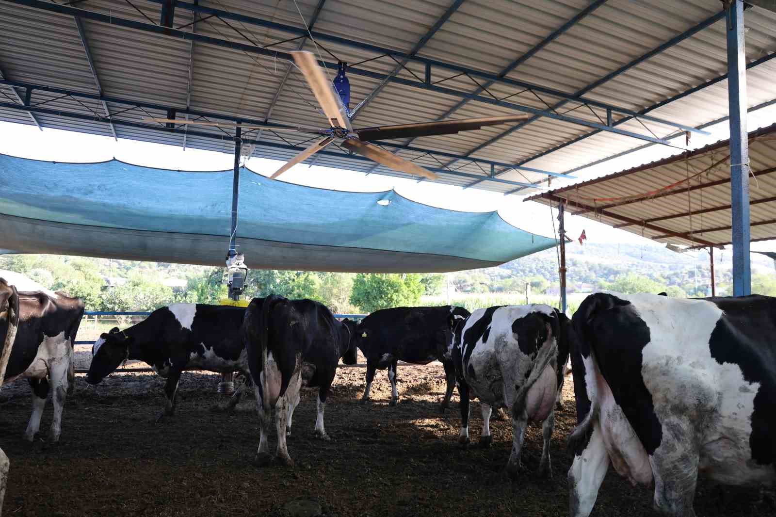 Aydın’da çöl sıcakları inekleri strese soktu; ahırlar vantilatör ile serinletiliyor