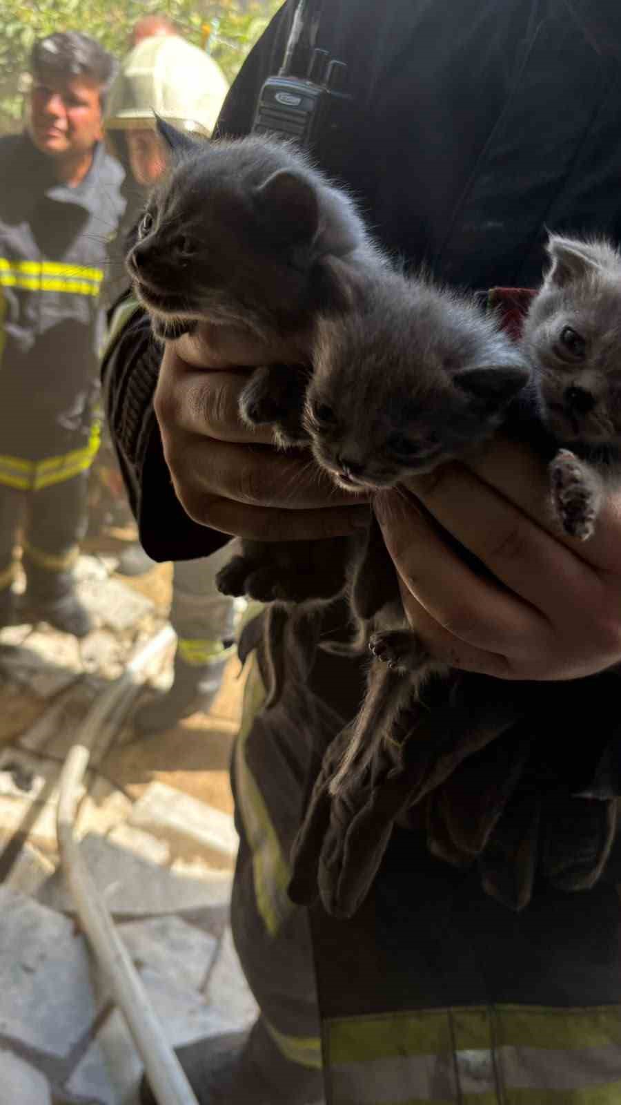 Büyükşehir İtfaiyesi, yangında mahsur kalan 6 kediyi kurtardı