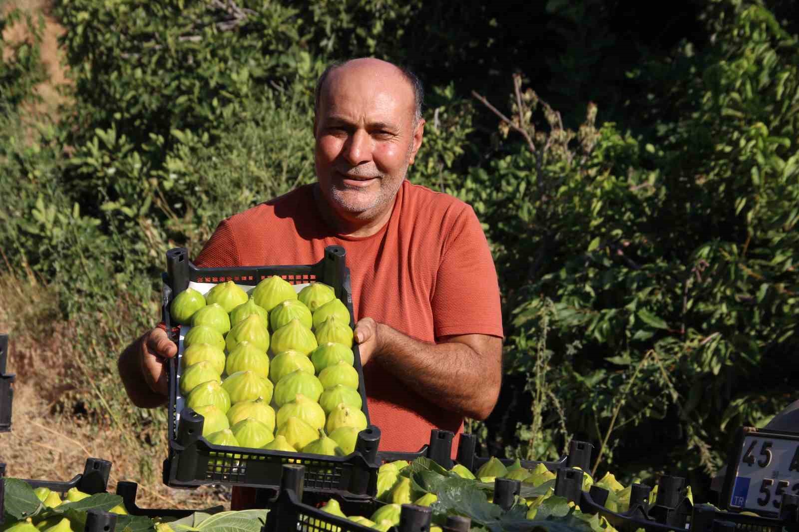 Dünyanın ilk incirinde son hasat bereketi