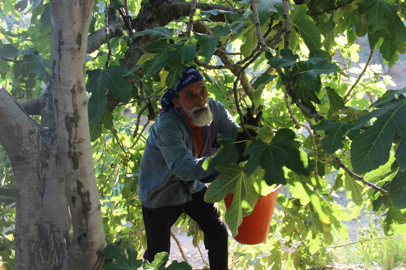 Dünyanın ilk incirinde son hasat bereketi