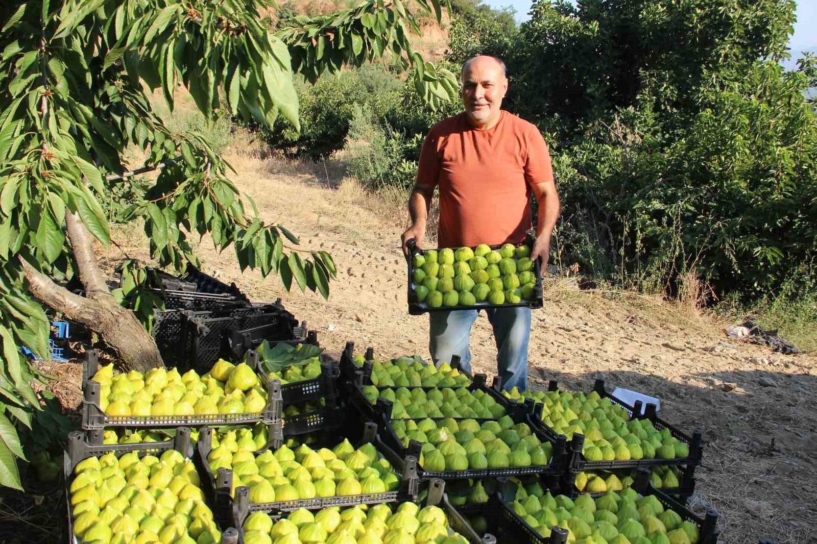 Dünyanın ilk incirinde son hasat bereketi