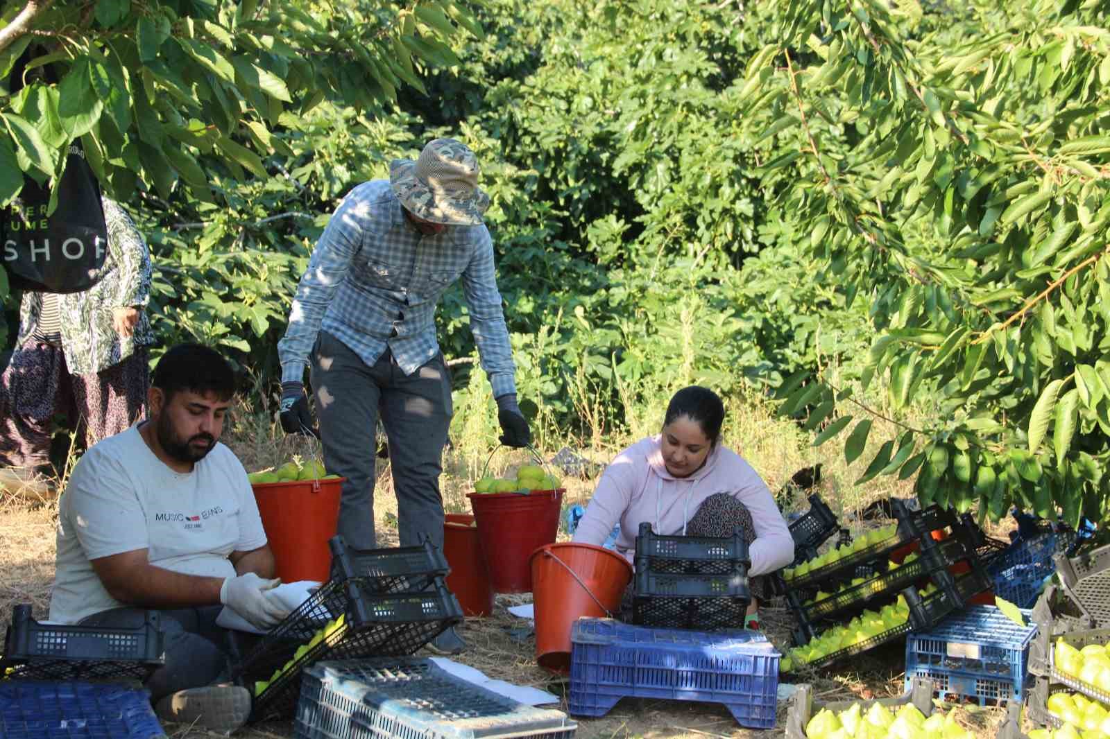 Dünyanın ilk incirinde son hasat bereketi