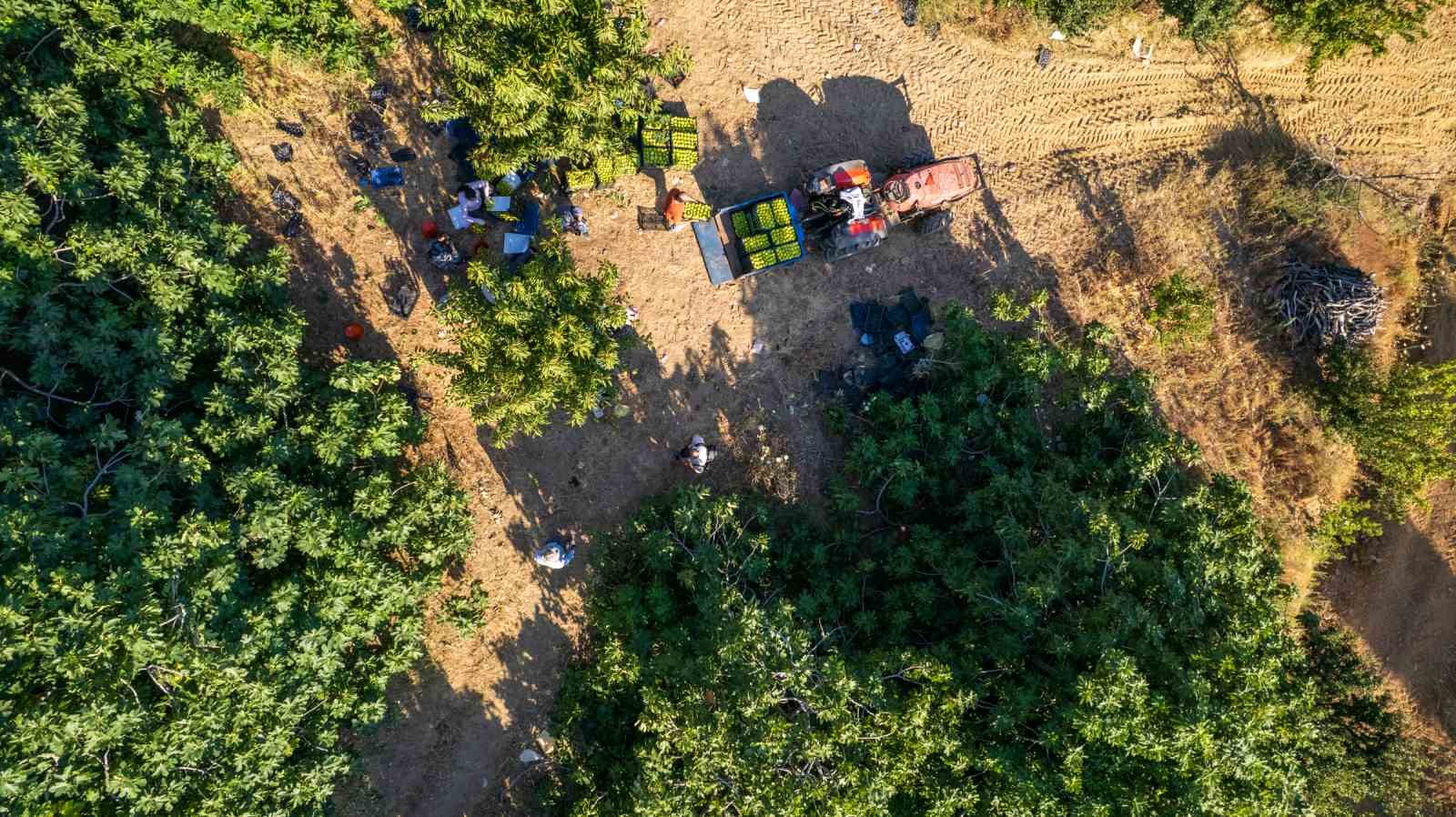 Dünyanın ilk incirinde son hasat bereketi