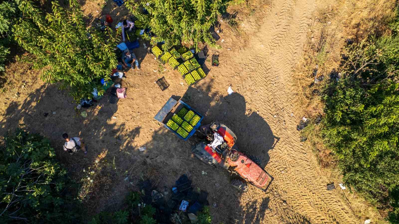 Dünyanın ilk incirinde son hasat bereketi