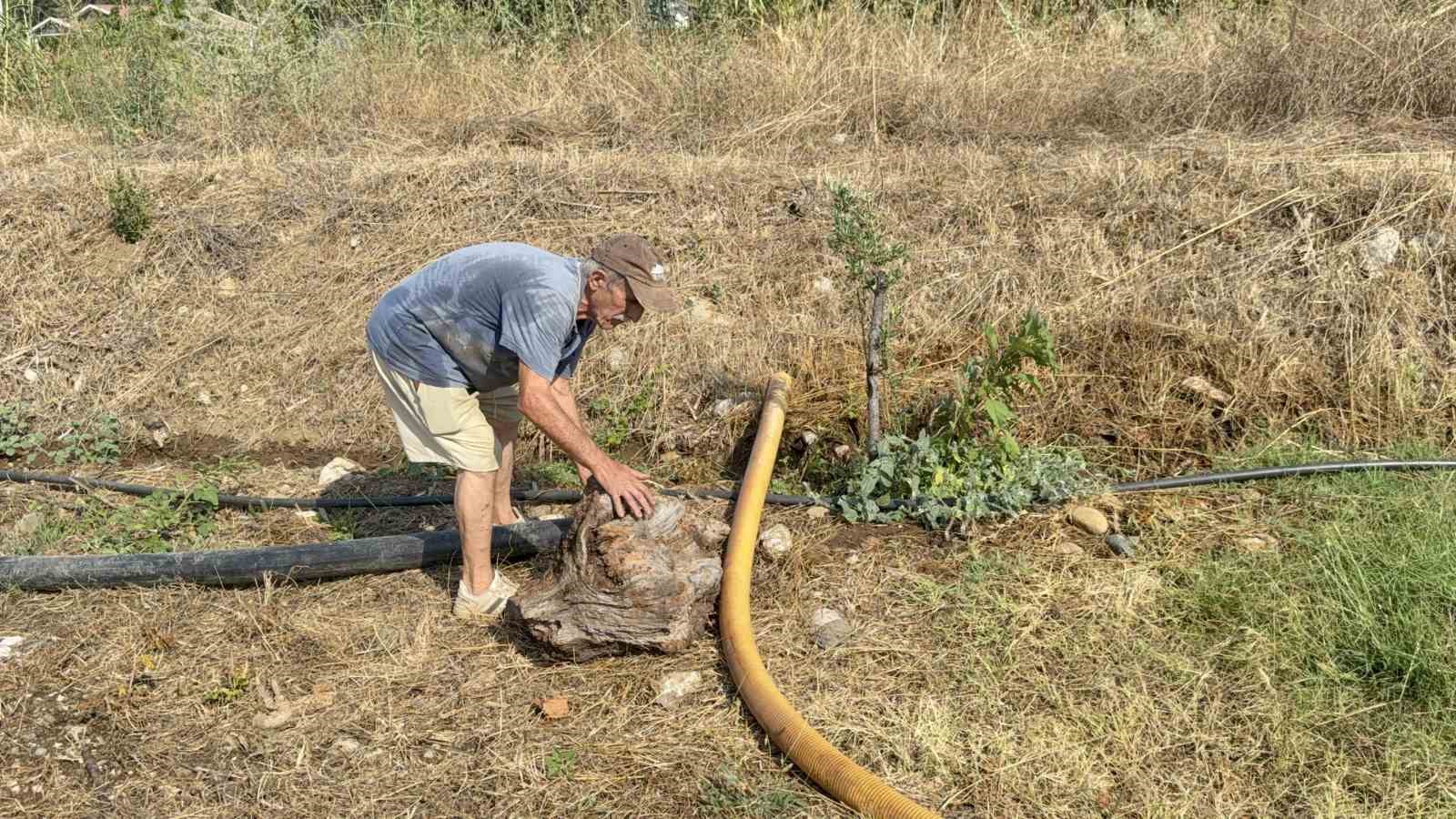 Zeytinlikleri kül oldu, gözyaşını içine akıtıp yangına su taşıdı