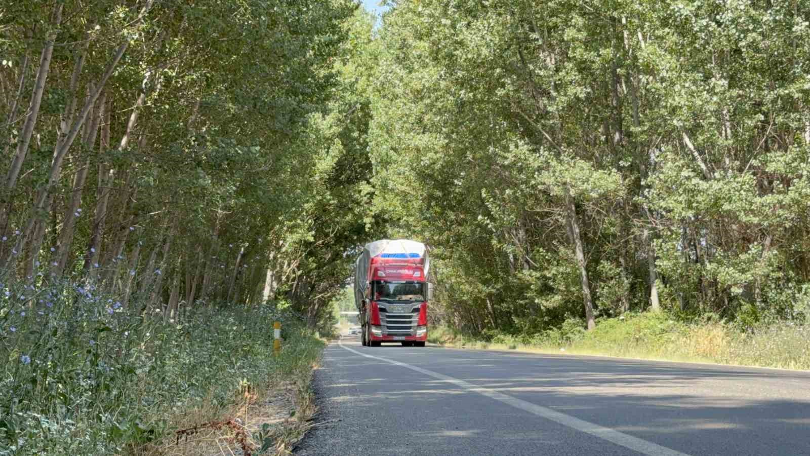 Ağaç tüneli görenleri mest ediyor