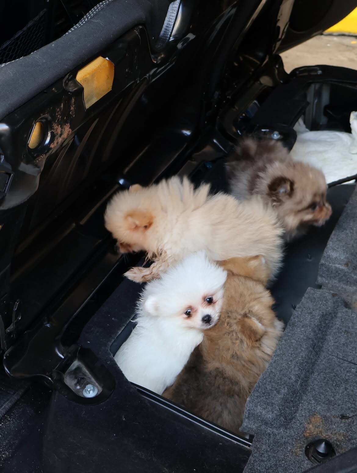 Kapıkule’de kaçak yollarla yurda sokulmak istenen 5 yavru köpek ele geçirildi