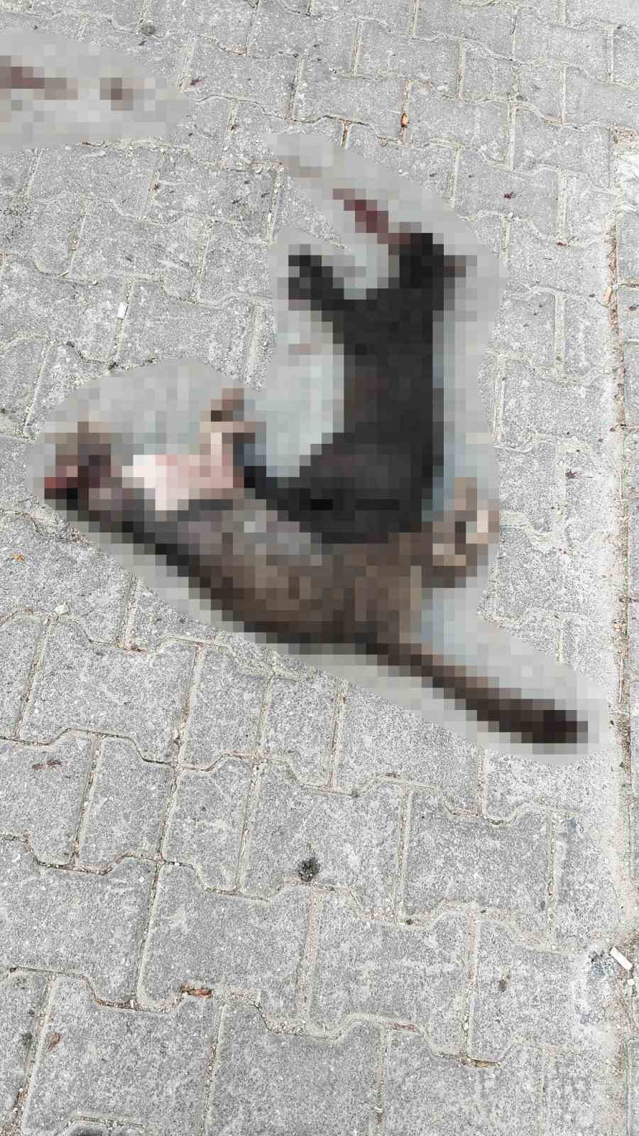 İki sokak kedisini ezdi, arkasına bile bakmadan uzaklaştı