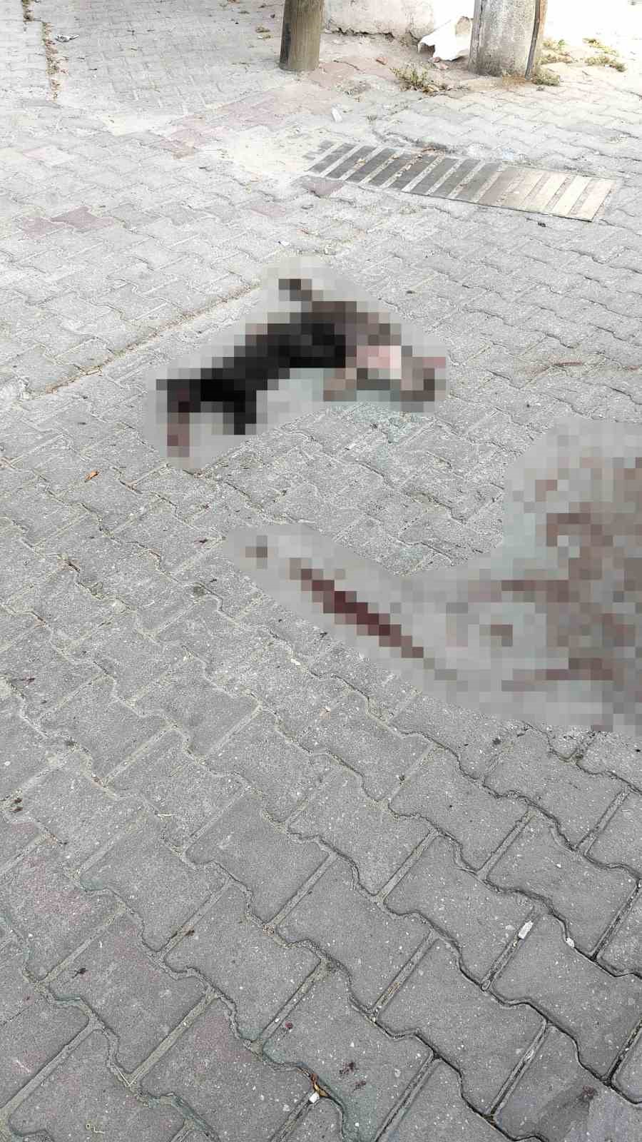 İki sokak kedisini ezdi, arkasına bile bakmadan uzaklaştı