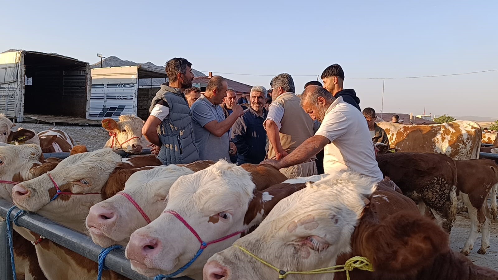 Hayvan fiyatları düşüşte, besiciler ‘Tam alım zamanı’ diyor