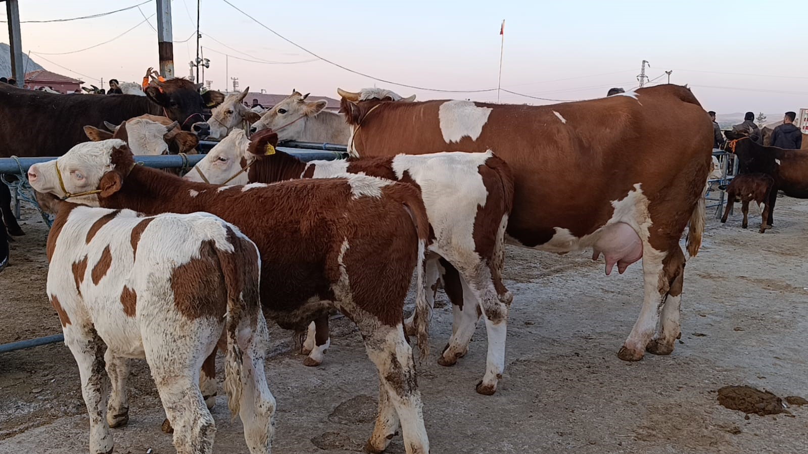 Hayvan fiyatları düşüşte, besiciler ‘Tam alım zamanı’ diyor