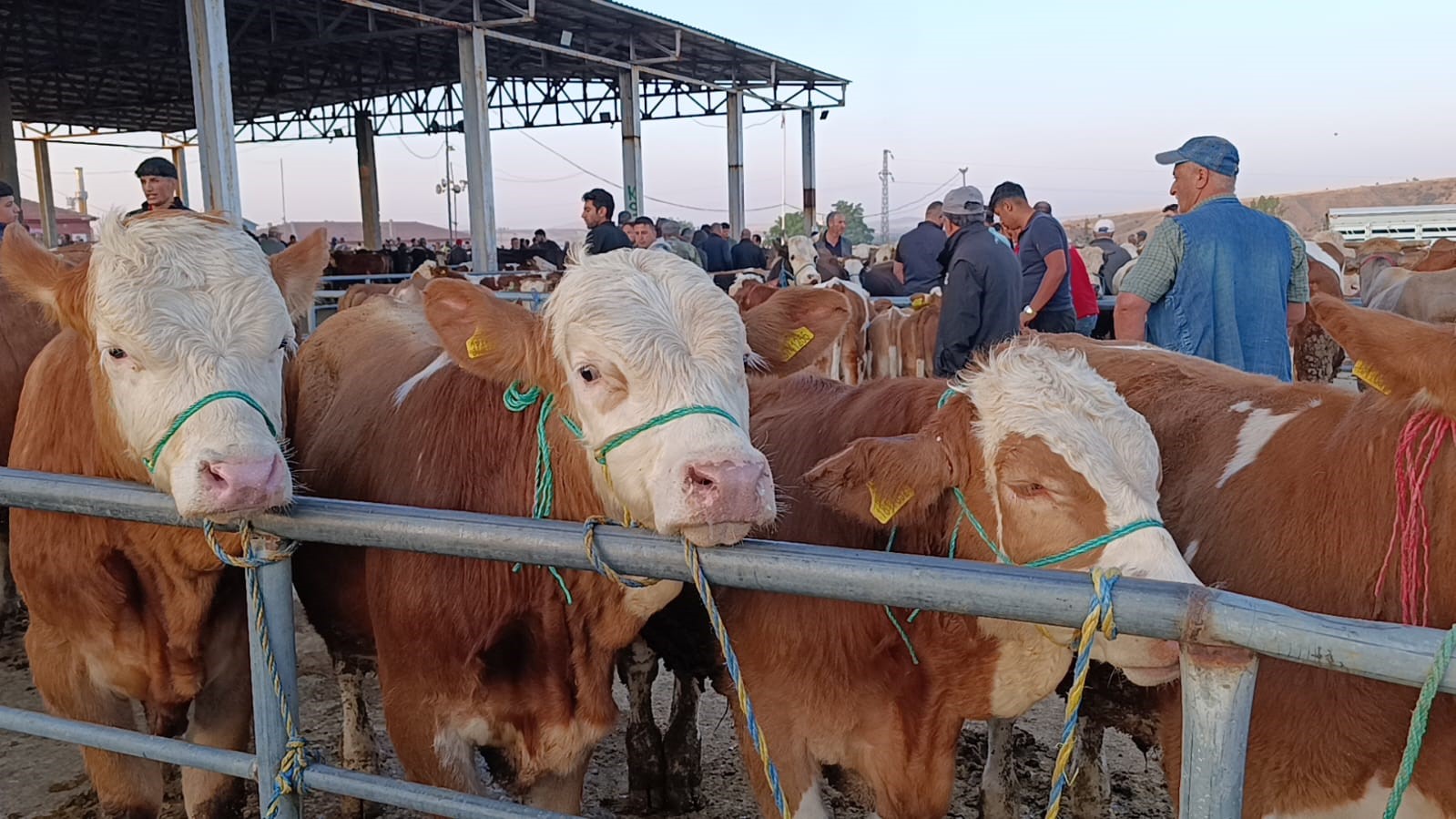 Hayvan fiyatları düşüşte, besiciler ‘Tam alım zamanı’ diyor