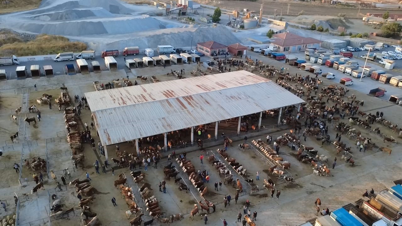 Hayvan fiyatları düşüşte, besiciler ‘Tam alım zamanı’ diyor