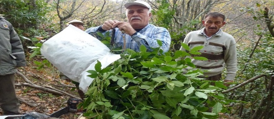 Tıbbi ve aromatik meyveler orman köylüsüne gelir kapısı oluyor