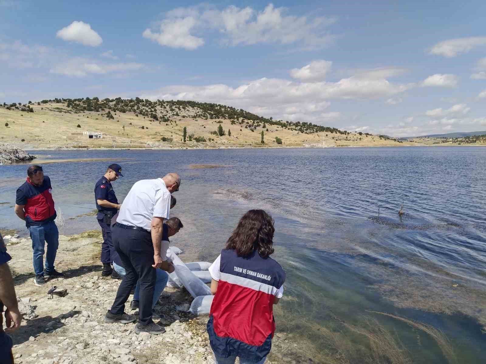 Aslanapa Kureyşler Göleti’ne 140 bin sazan yavrusu bırakıldı