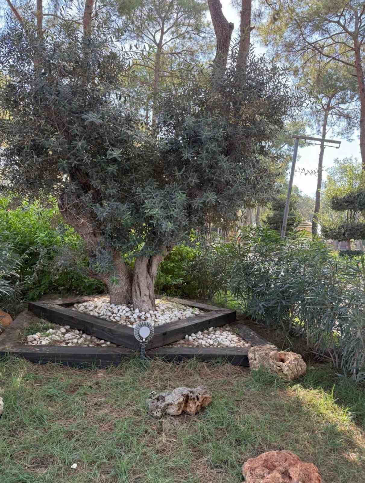 Kepez’den su tasarrufuna kurakçıl peyzaj uygulaması