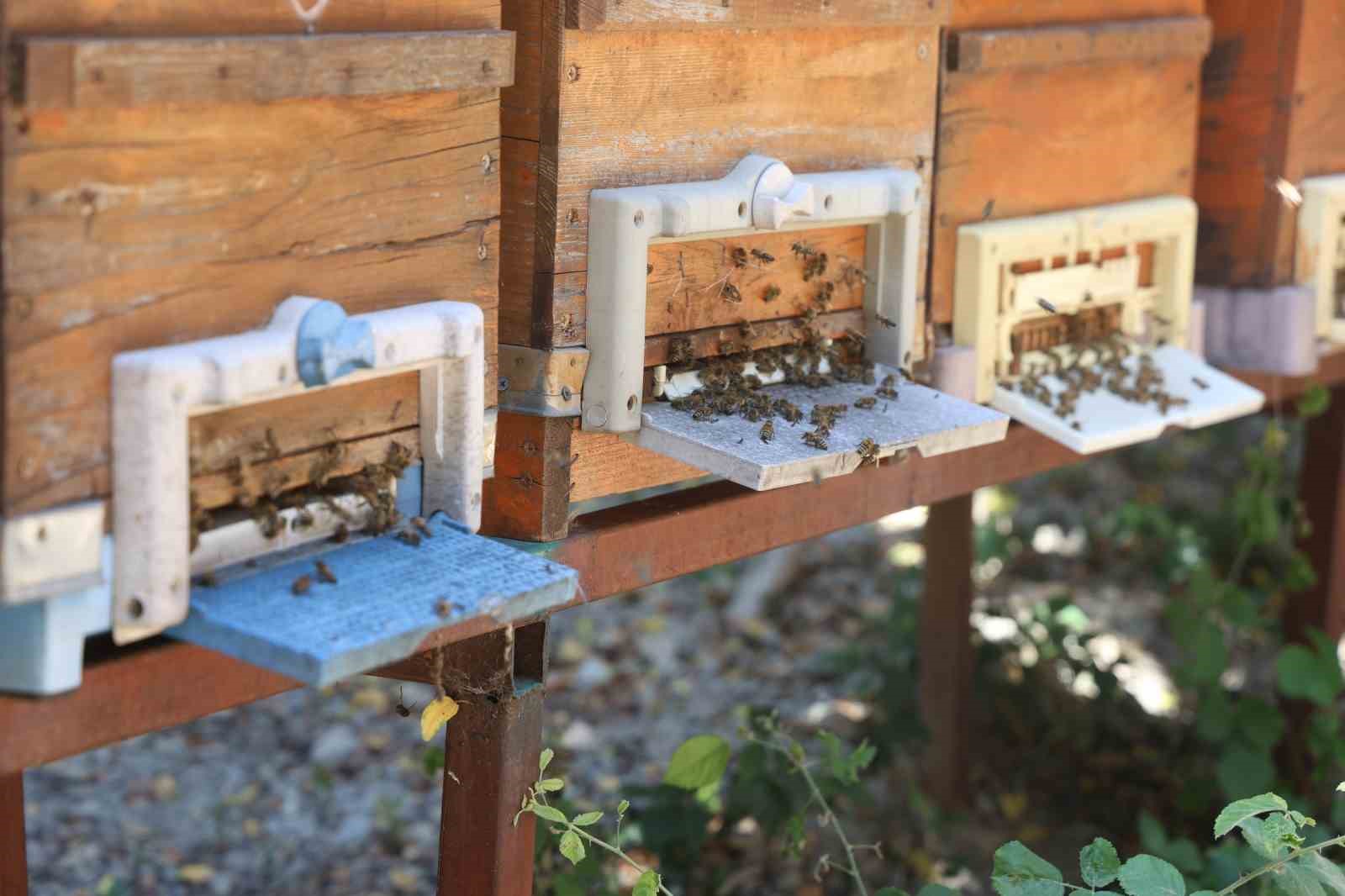 Günler süren yağışlarla birlikte açan çiçekler arıları sevindirirken bal hasadı yüz güldürdü