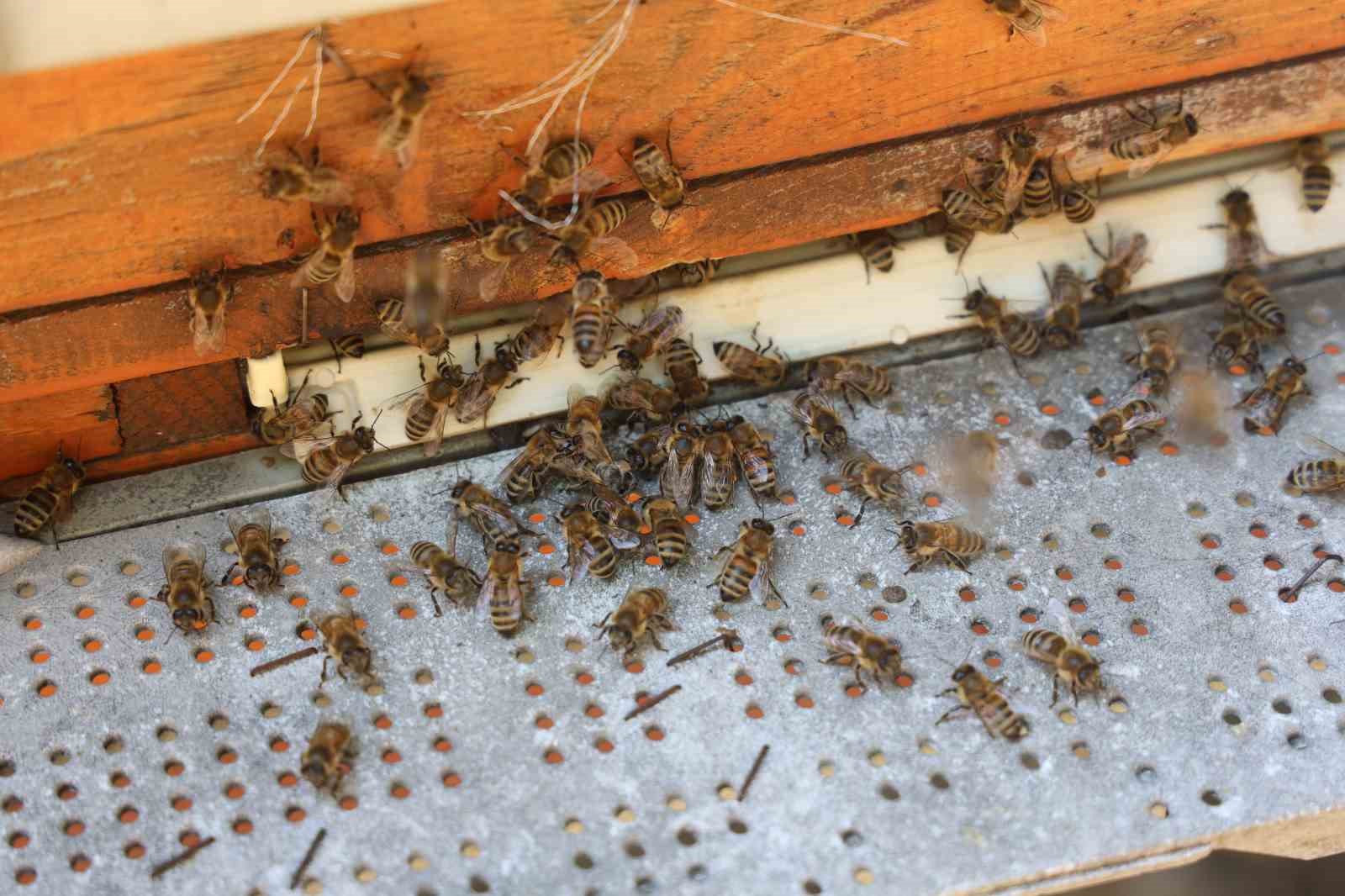 Günler süren yağışlarla birlikte açan çiçekler arıları sevindirirken bal hasadı yüz güldürdü