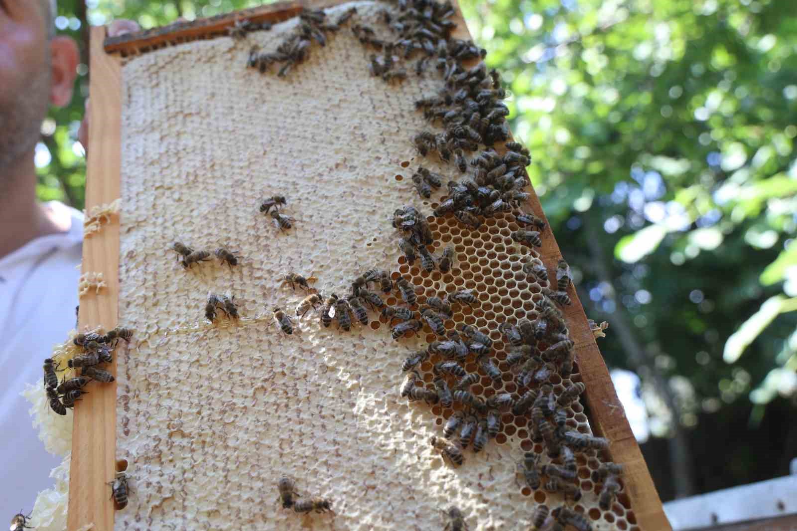 Günler süren yağışlarla birlikte açan çiçekler arıları sevindirirken bal hasadı yüz güldürdü