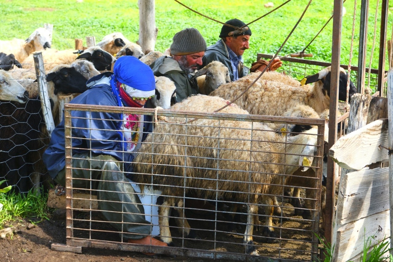 Erzincan Tulum Peyniri yaylalarda geleneksel yöntemlerle üretiliyor