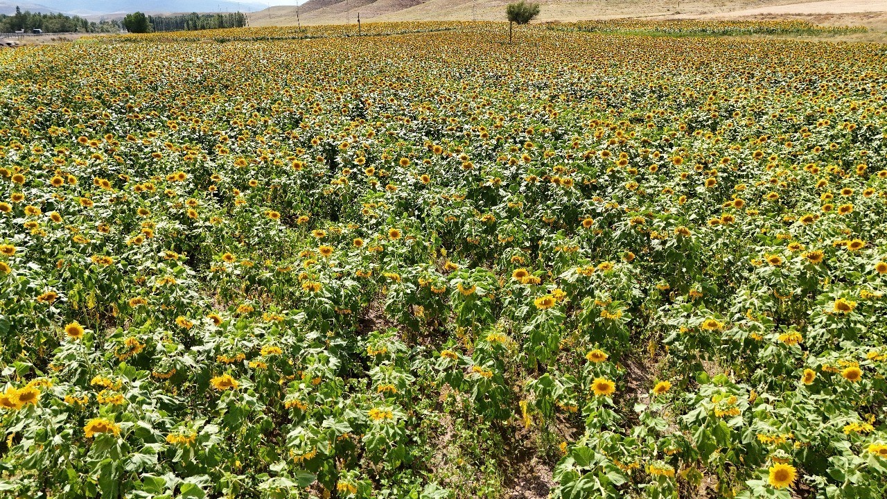 Erzincan’da ayçiçeği tarlaları sarıya büründü