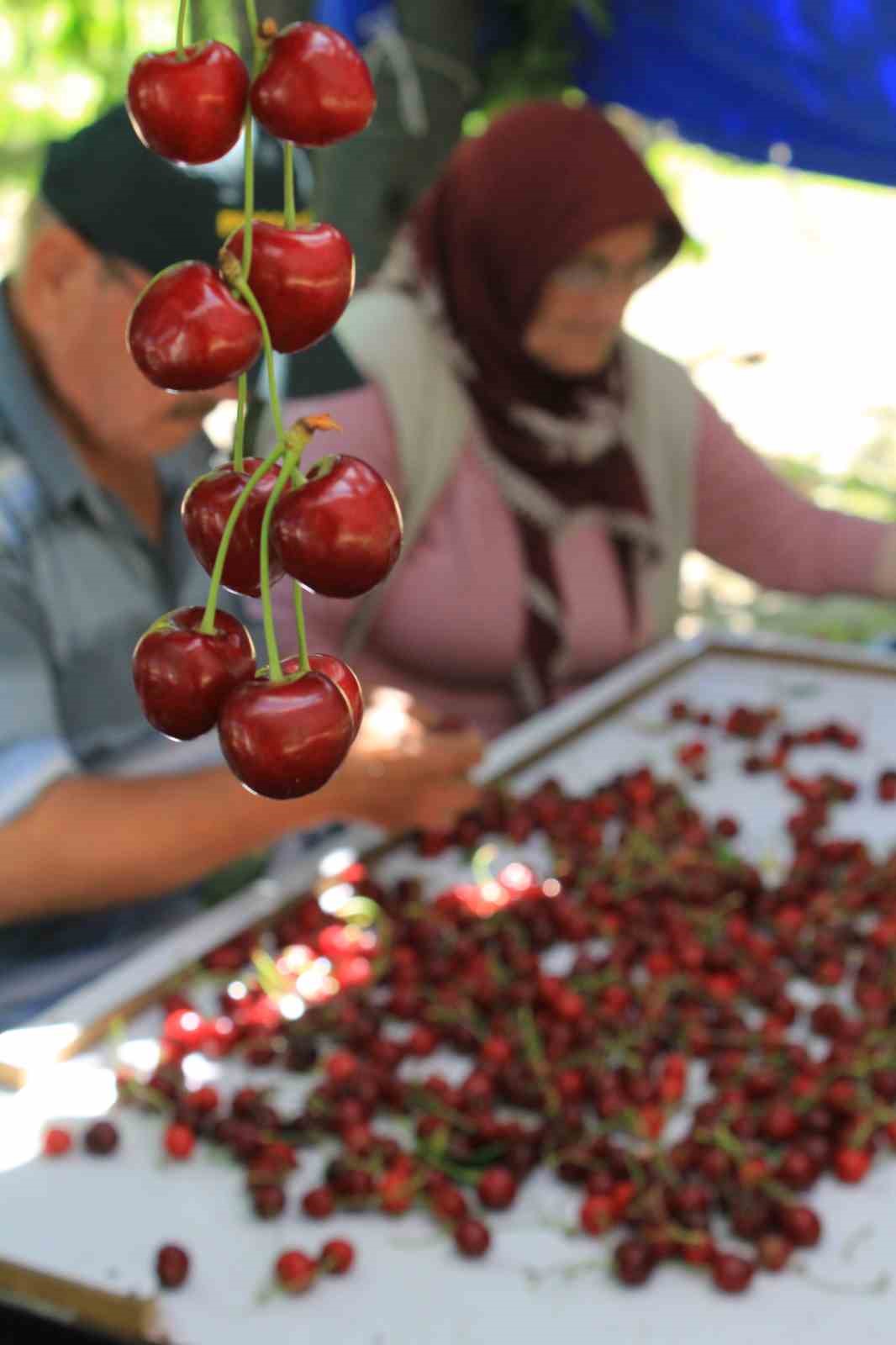 ABD ve Avrupa kirazda bu aromayı özellikle istiyor