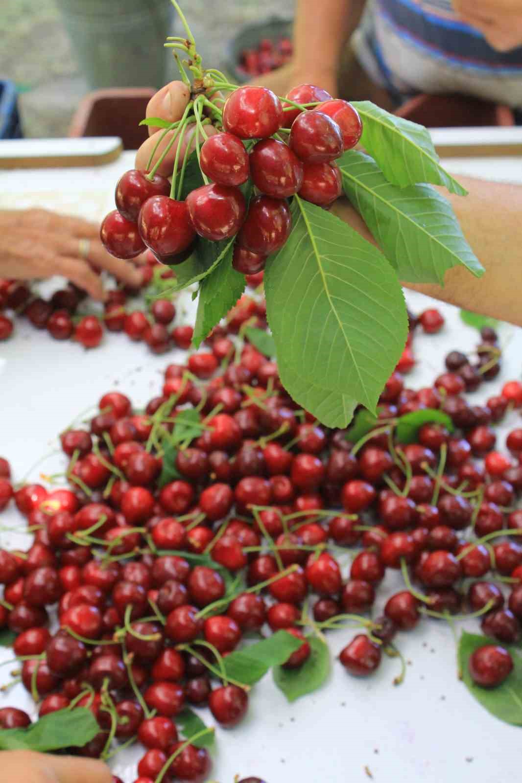 ABD ve Avrupa kirazda bu aromayı özellikle istiyor
