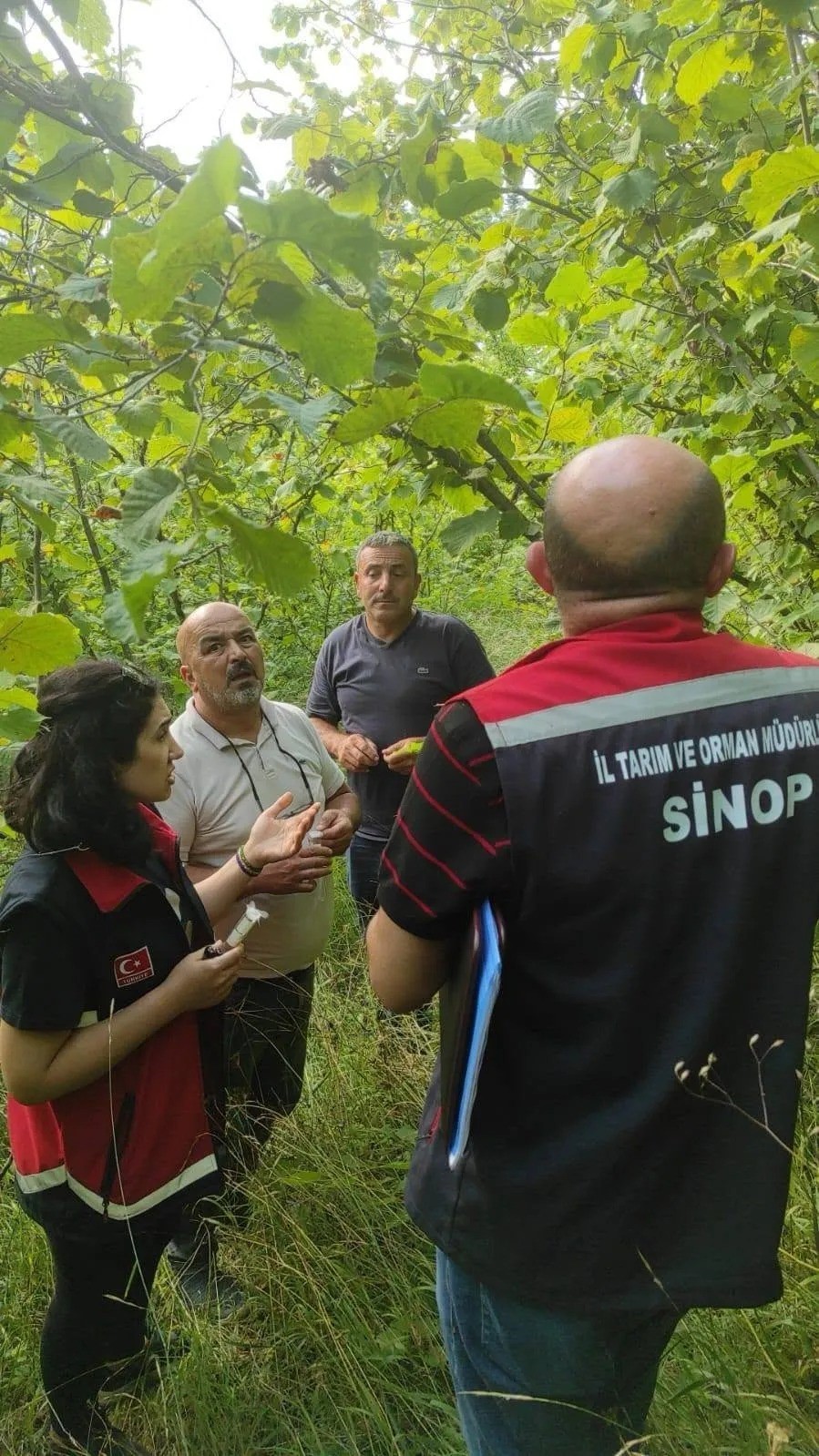 Sinop’ta kahverengi kokarcayla biyolojik mücadele