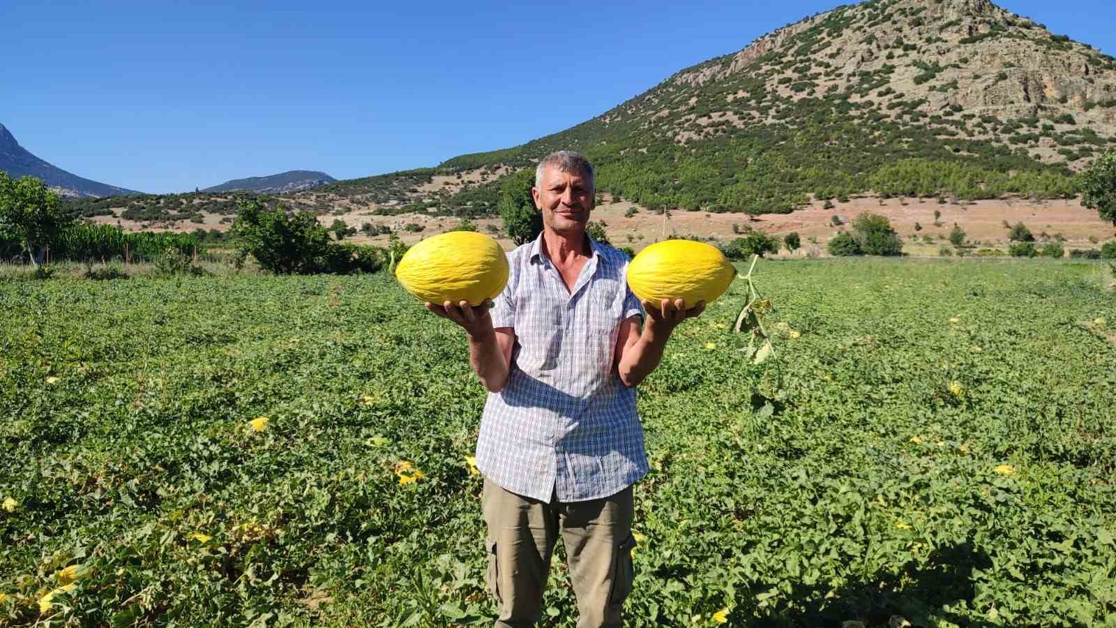 Denizli’nin lezzet simgesi Dodurga Karpuzu tezgâhlara indi