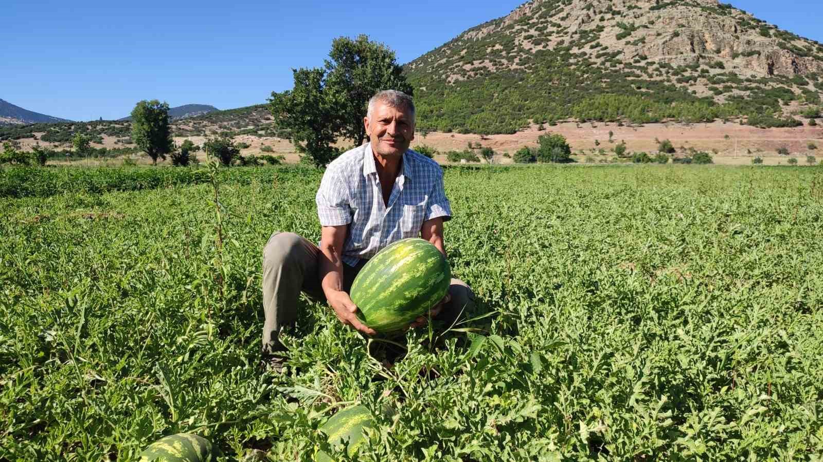 Denizli’nin lezzet simgesi Dodurga Karpuzu tezgâhlara indi