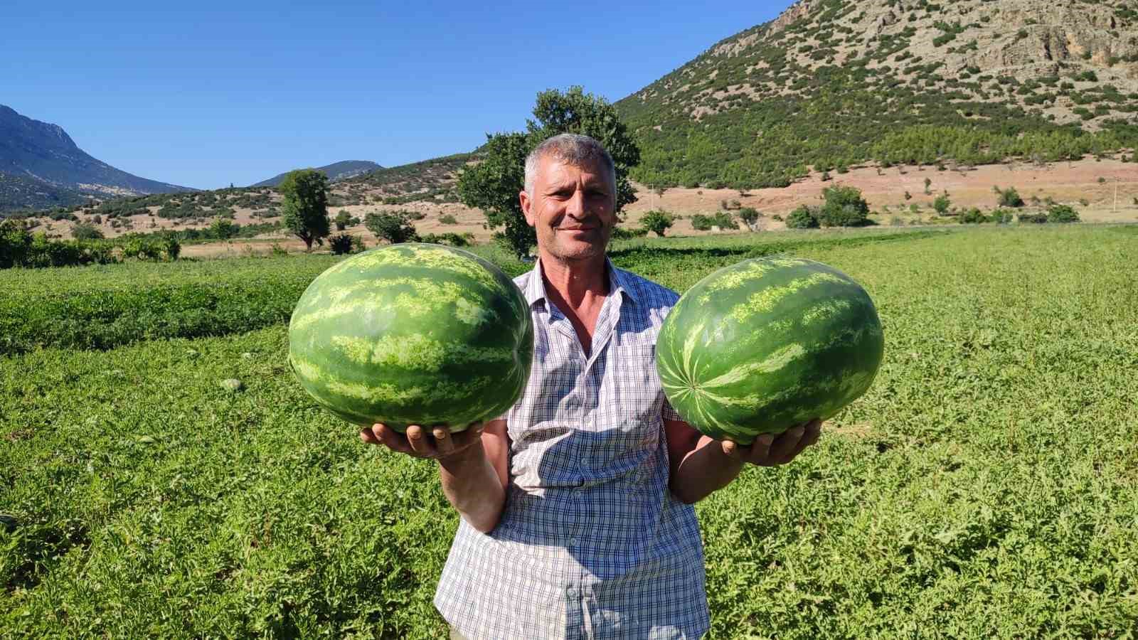 Denizli’nin lezzet simgesi Dodurga Karpuzu tezgâhlara indi