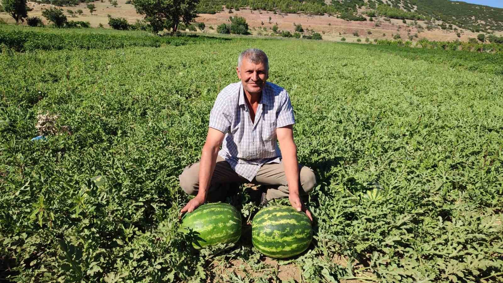 Denizli’nin lezzet simgesi Dodurga Karpuzu tezgâhlara indi