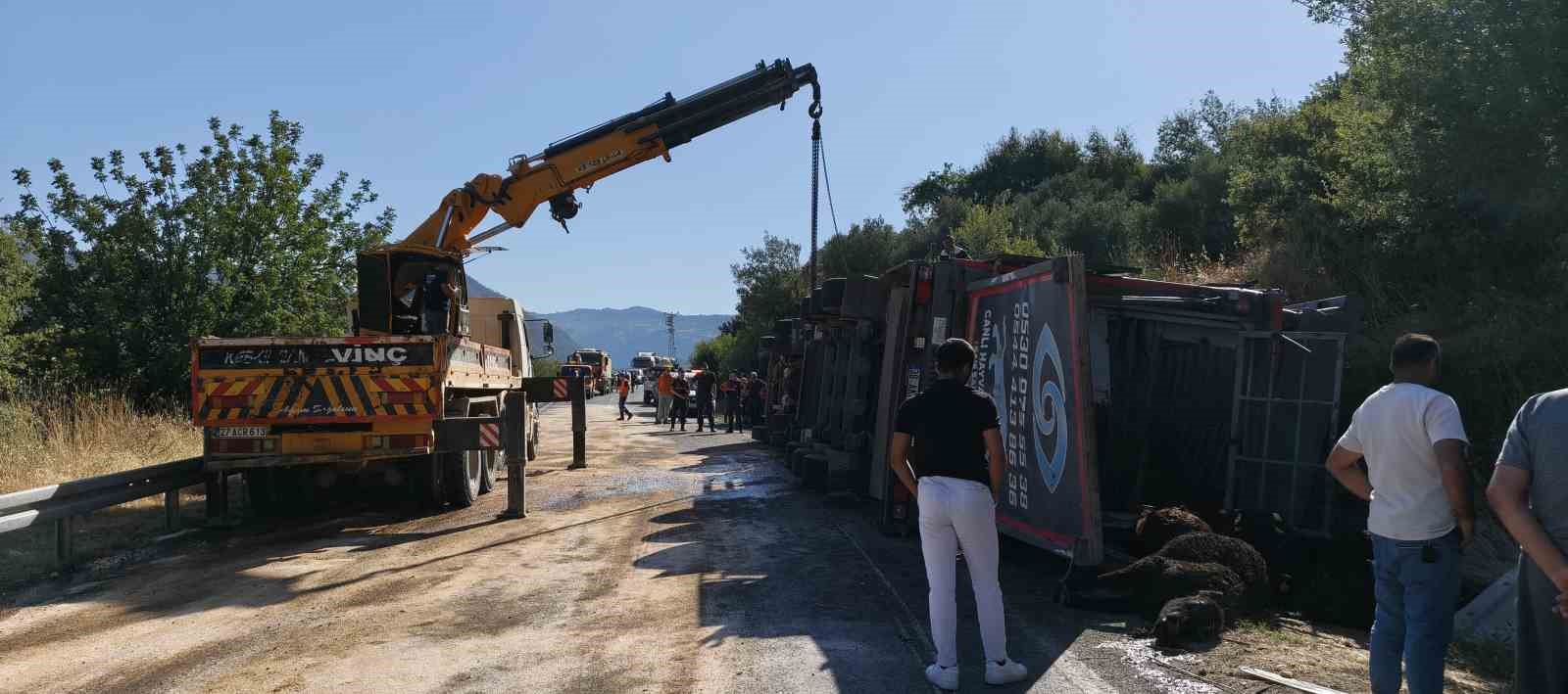 Mersin’de büyükbaş hayvan yüklü tır devrildi: Çok sayıda hayvan telef oldu