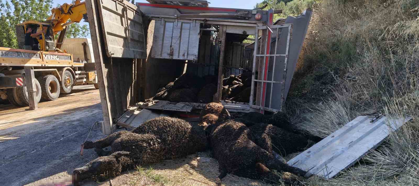 Mersin’de büyükbaş hayvan yüklü tır devrildi: Çok sayıda hayvan telef oldu