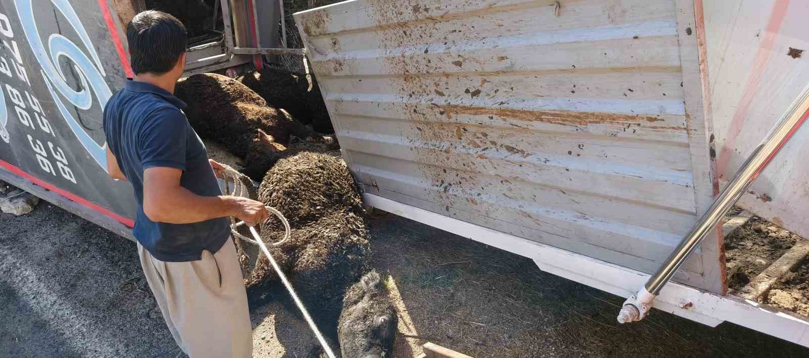 Mersin’de büyükbaş hayvan yüklü tır devrildi: Çok sayıda hayvan telef oldu