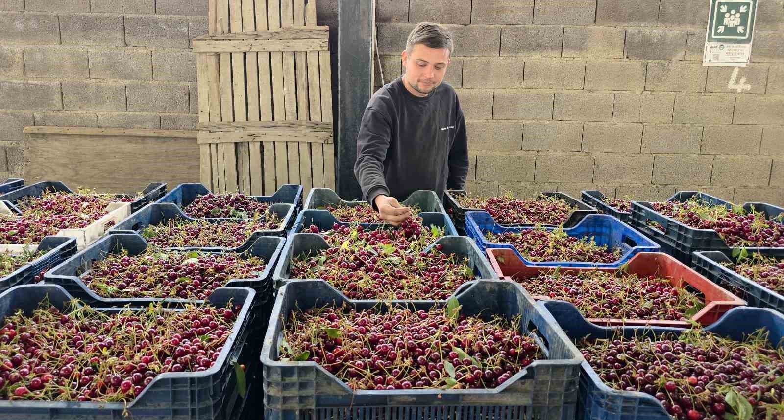 Kütahyalı vişne üreticileri taban fiyat ve fiyat istikrarı istiyor