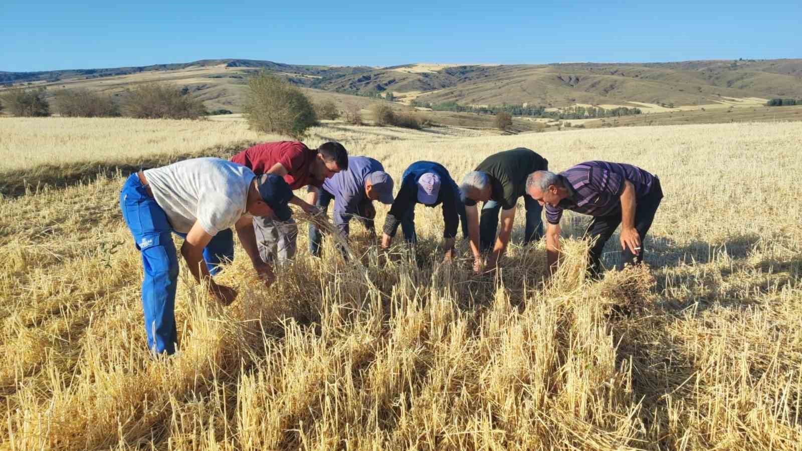 Yozgat’ta bu tarlaları biçerdöver değil dolu biçti