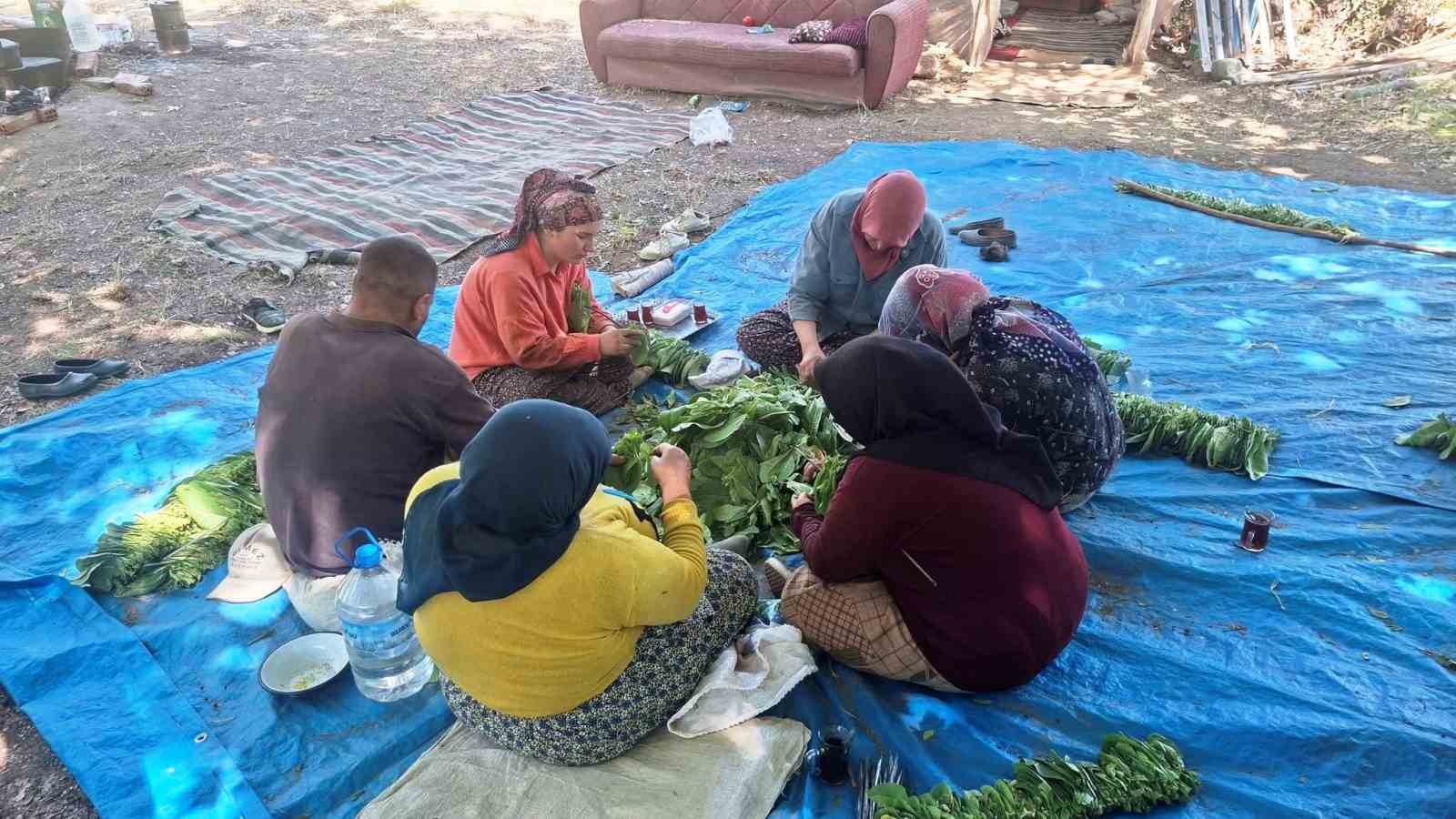 Türkiye’nin kaliteli tütünü tarihe karışıyor