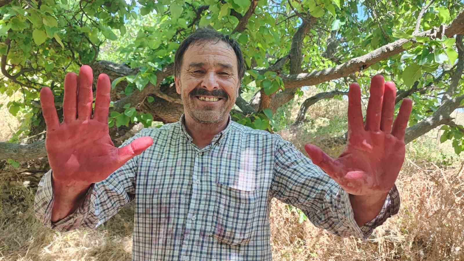 Yozgat’ta asırlık karadut ağaçları görenleri hayran bırakıyor