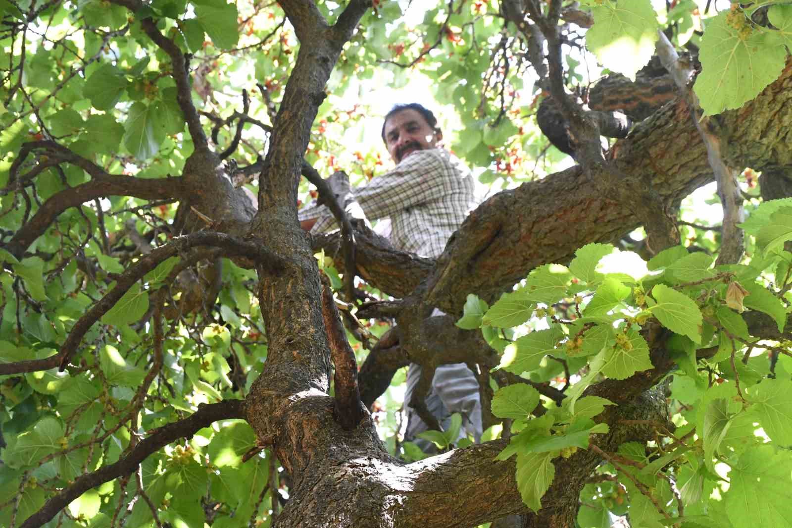 Yozgat’ta asırlık karadut ağaçları görenleri hayran bırakıyor