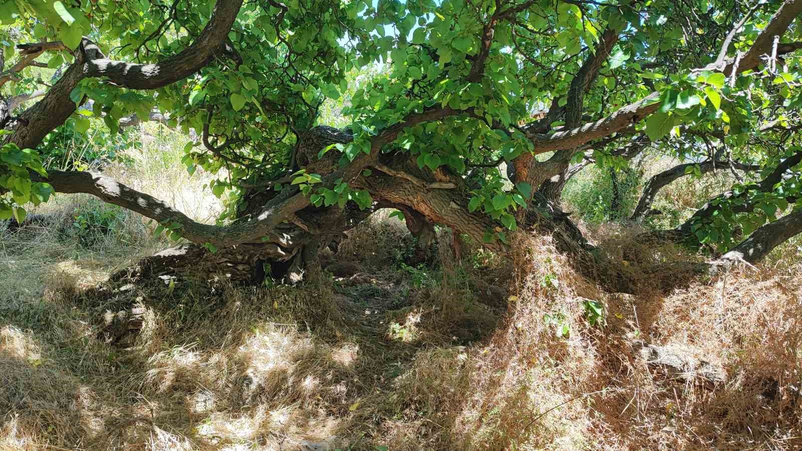 Yozgat’ta asırlık karadut ağaçları görenleri hayran bırakıyor